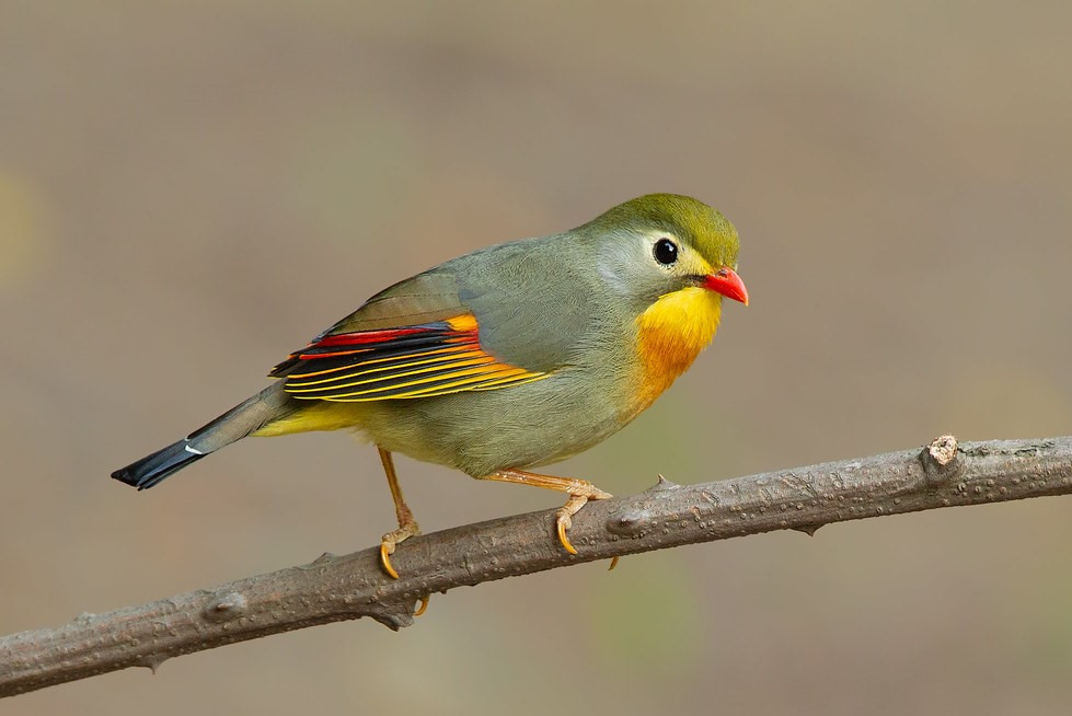 image Red-billed Leiothrix